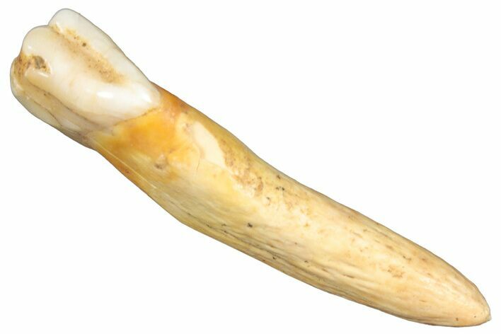 Rooted Fossil Cave Bear (Ursus) Tooth - L'Herm, France #293194